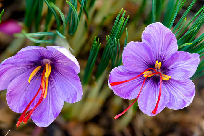 What is Saffron and its 10 Amazing Benefits