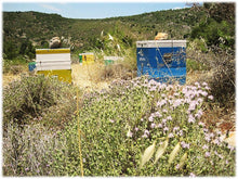 Load image into Gallery viewer, Fir Honey, 480g, Chrisomelo Greek Honey