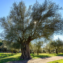 Load image into Gallery viewer, High Polyphenolic Extra Virgin Olive Oil, 150ml