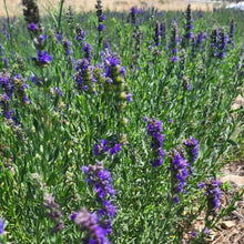 Load image into Gallery viewer, Organic Hyssop 30g