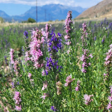 Load image into Gallery viewer, Organic Hyssop 30g