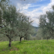 Load image into Gallery viewer, High Polyphenolic Extra Virgin Olive Oil, 150ml