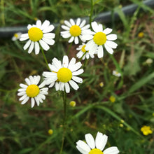 Load image into Gallery viewer, Organic Chamomile, 20g