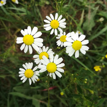 Load image into Gallery viewer, Organic Chamomile, 20g