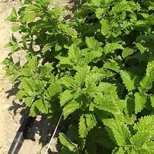 Load image into Gallery viewer, Organic Lemon Balm, 20g
