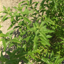 Load image into Gallery viewer, Organic Lemon Verbena, 10g