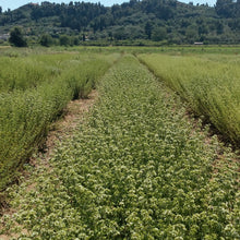 Load image into Gallery viewer, Organic Greek Oregano, 25g