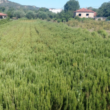 Load image into Gallery viewer, Organic Rosemary, 20g