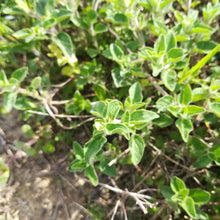 Load image into Gallery viewer, Organic Sage, 10g