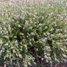 Load image into Gallery viewer, Organic Thyme, 25g
