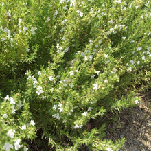 Load image into Gallery viewer, Organic Thyme, 25g