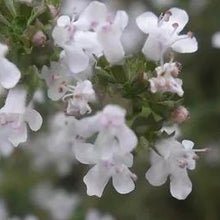 Load image into Gallery viewer, Organic Thyme, 25g