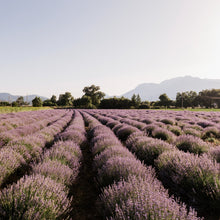 Load image into Gallery viewer, Organic Lavender Blossom, 30g