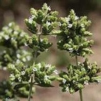 Load image into Gallery viewer, Organic Greek Oregano, 25g