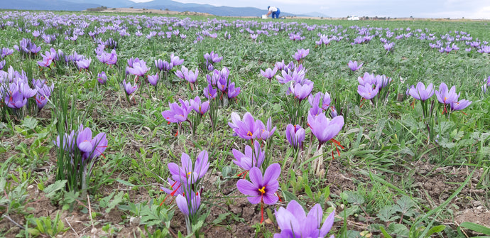 Saffron harvest in Greece