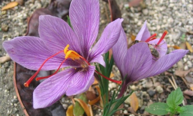 Good benefits of saffron