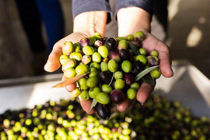 All you need to know about Extra Virgin Olive Oil [EVOO]