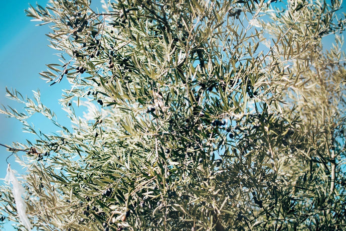 The other gift of the Olive Tree