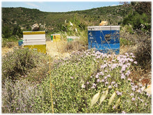 Load image into Gallery viewer, Oak Tree Honey, 480g, Chrisomelo Greek Honey