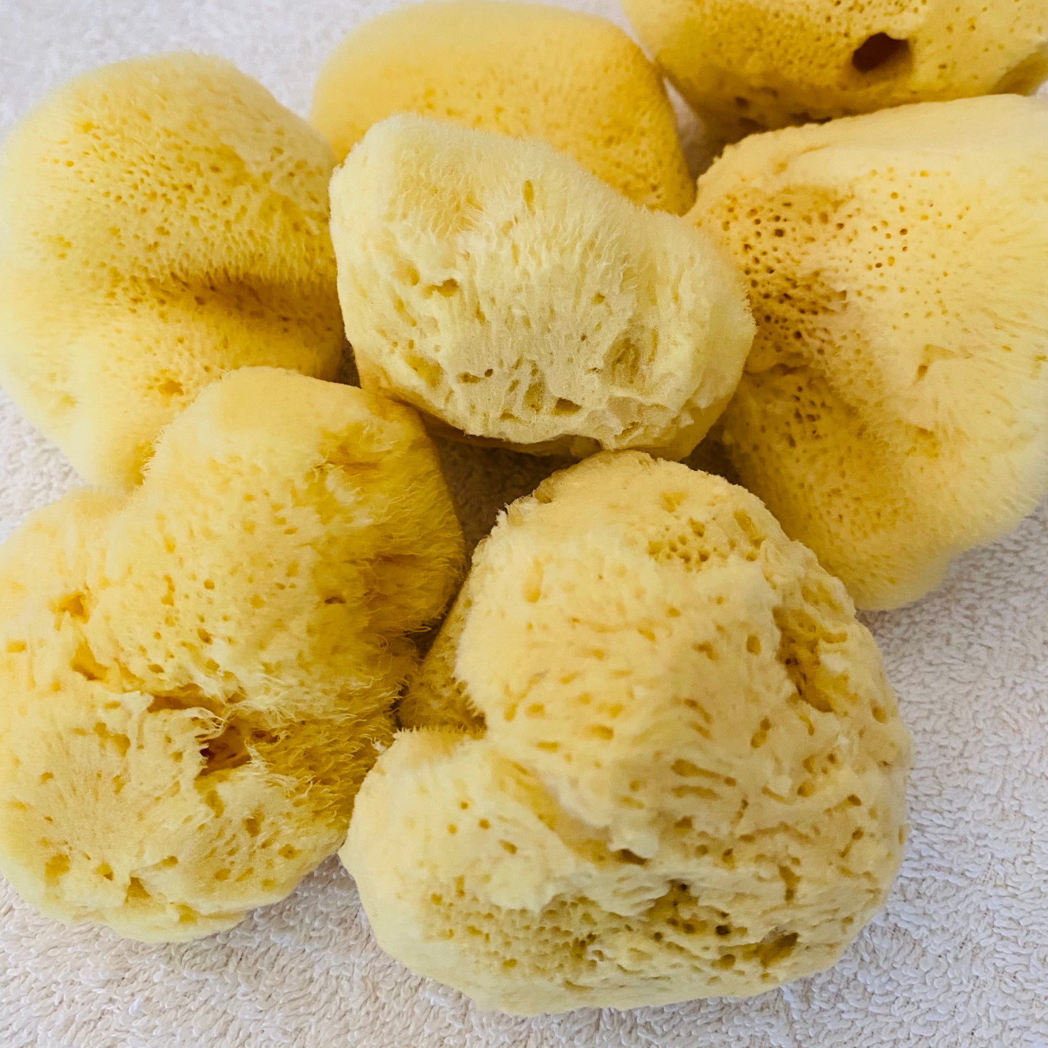 Natural Sponges: All You Need To Know – Sole Toscana