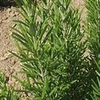 Load image into Gallery viewer, Organic Rosemary, 20g