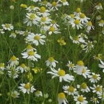 Load image into Gallery viewer, Organic Chamomile, 20g