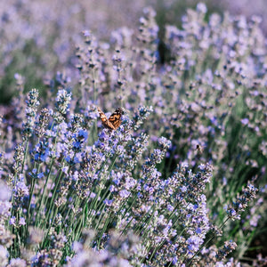 Organic Lavender Blossom, 30g